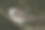 红尾王鸟摄影图片