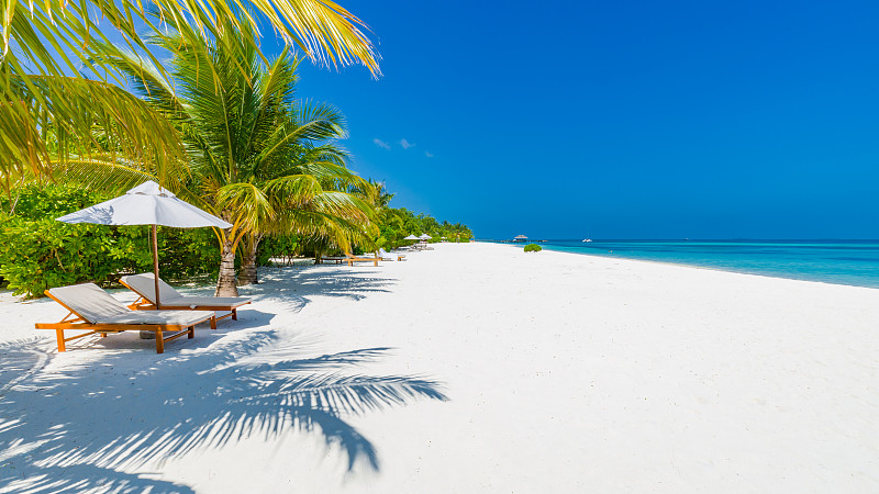 度假假日背景墙纸-两个海滩躺椅下的帐篷在海滩上的棕榈树图片下载