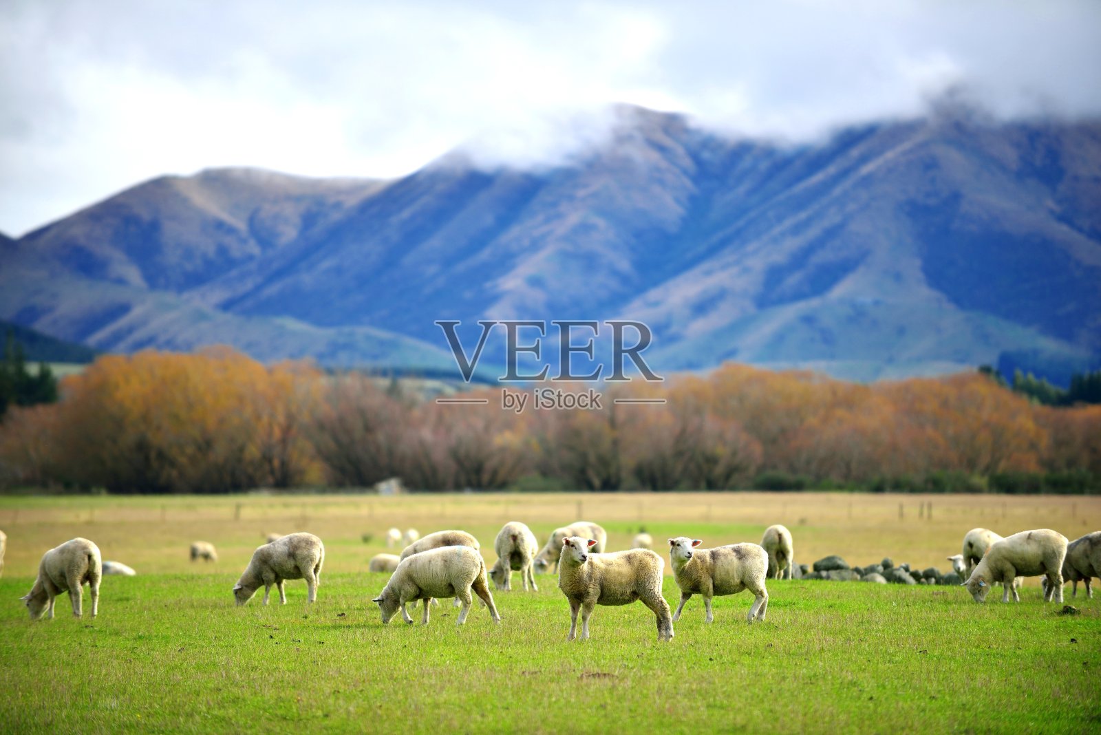 绿色草地上的一群羊照片摄影图片
