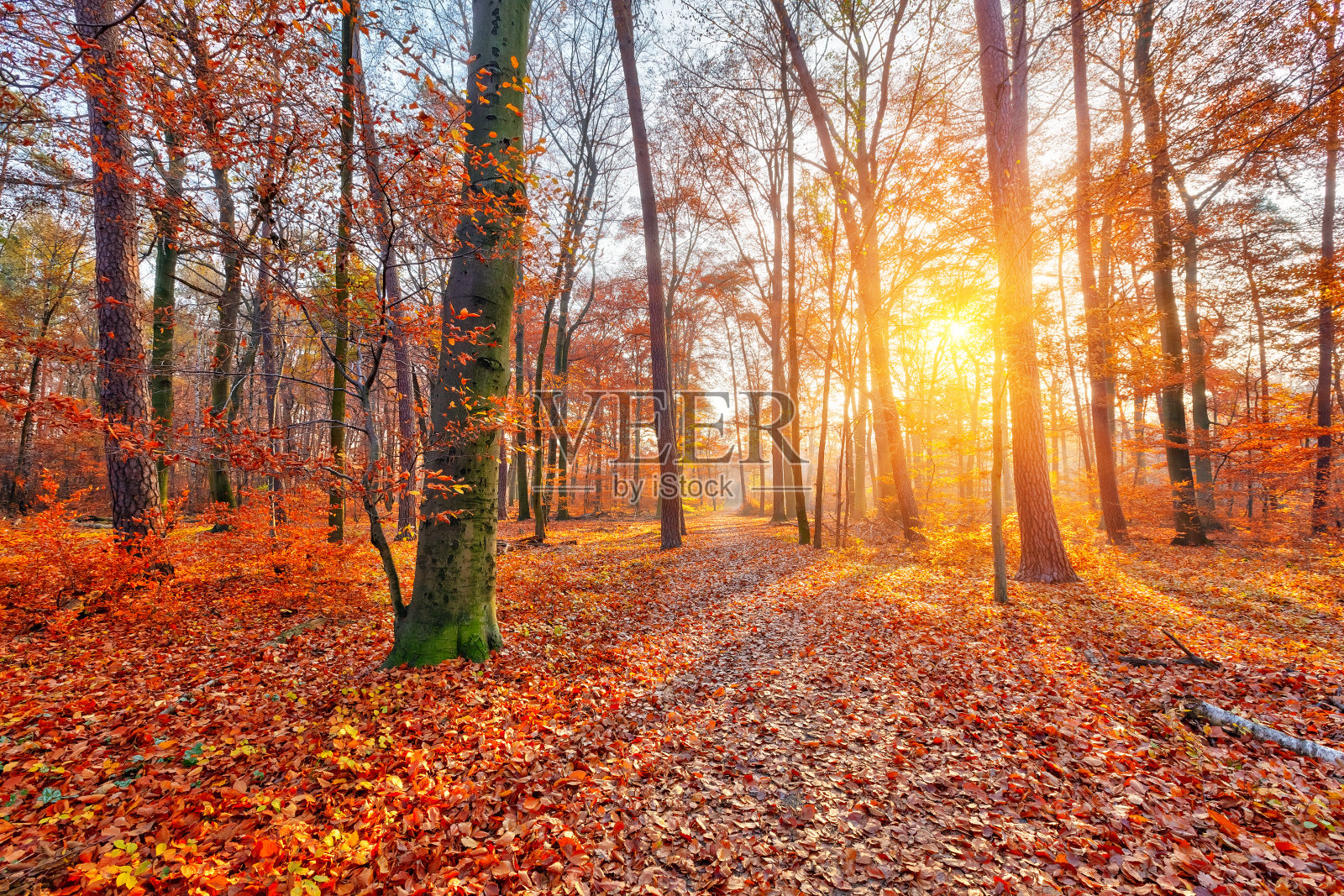 阳光照射秋天的森林照片摄影图片