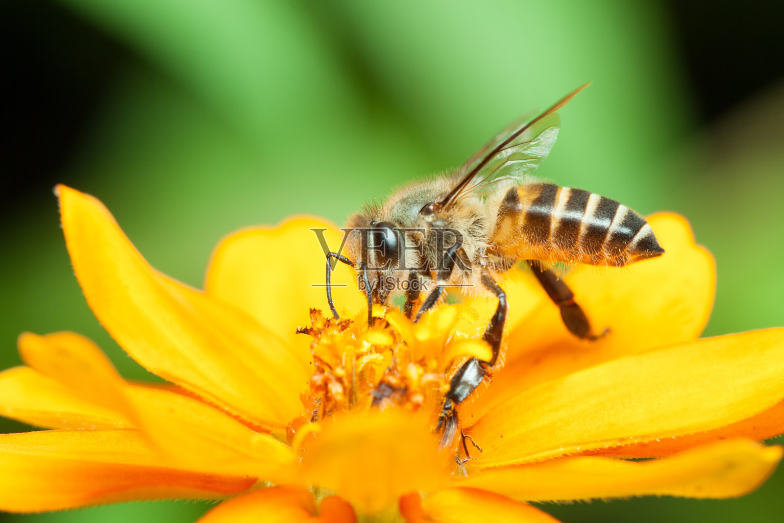 宏蜜蜂吃花蜜照片摄影图片