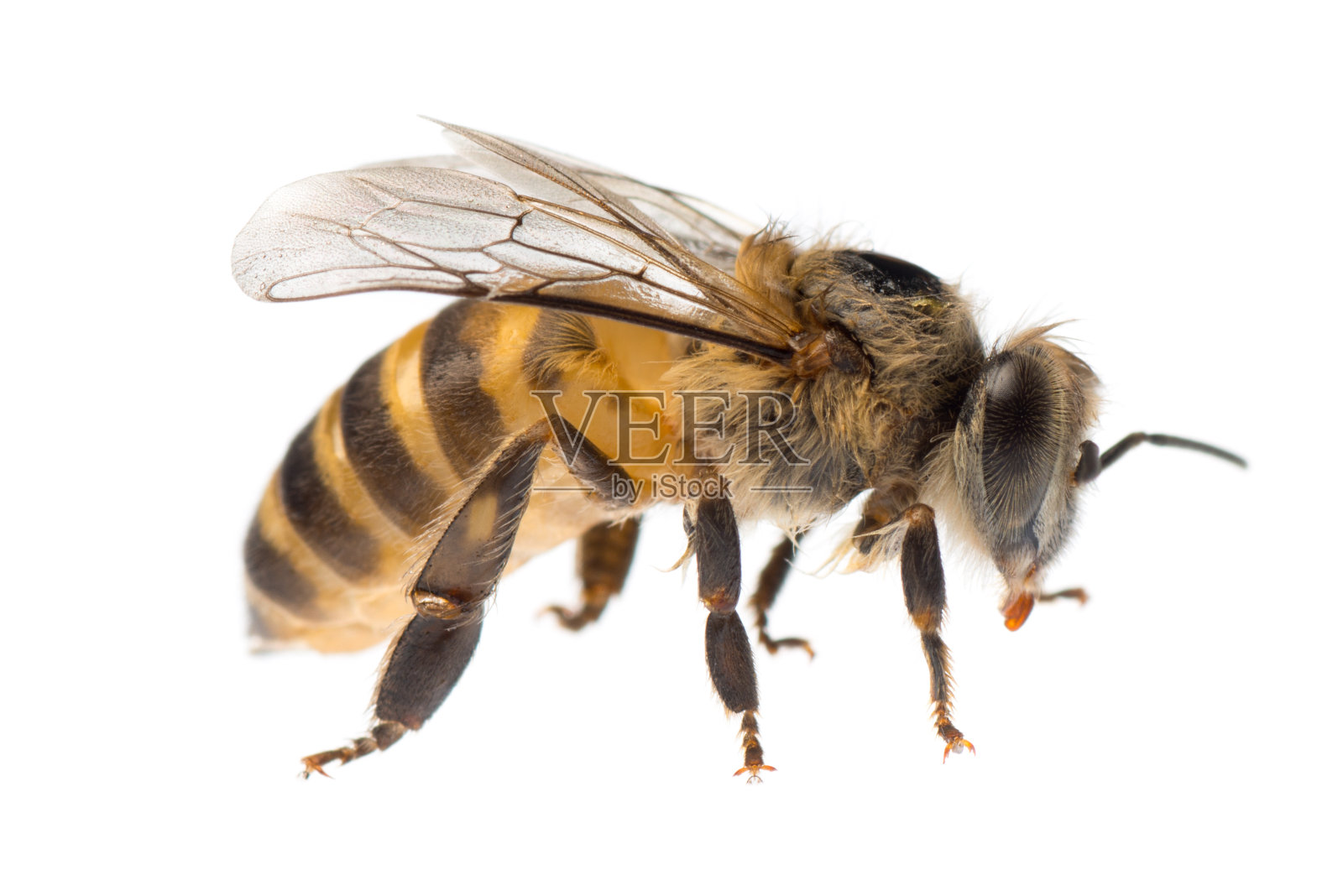 这是一只黄黑相间的蜜蜂的特写照片摄影图片