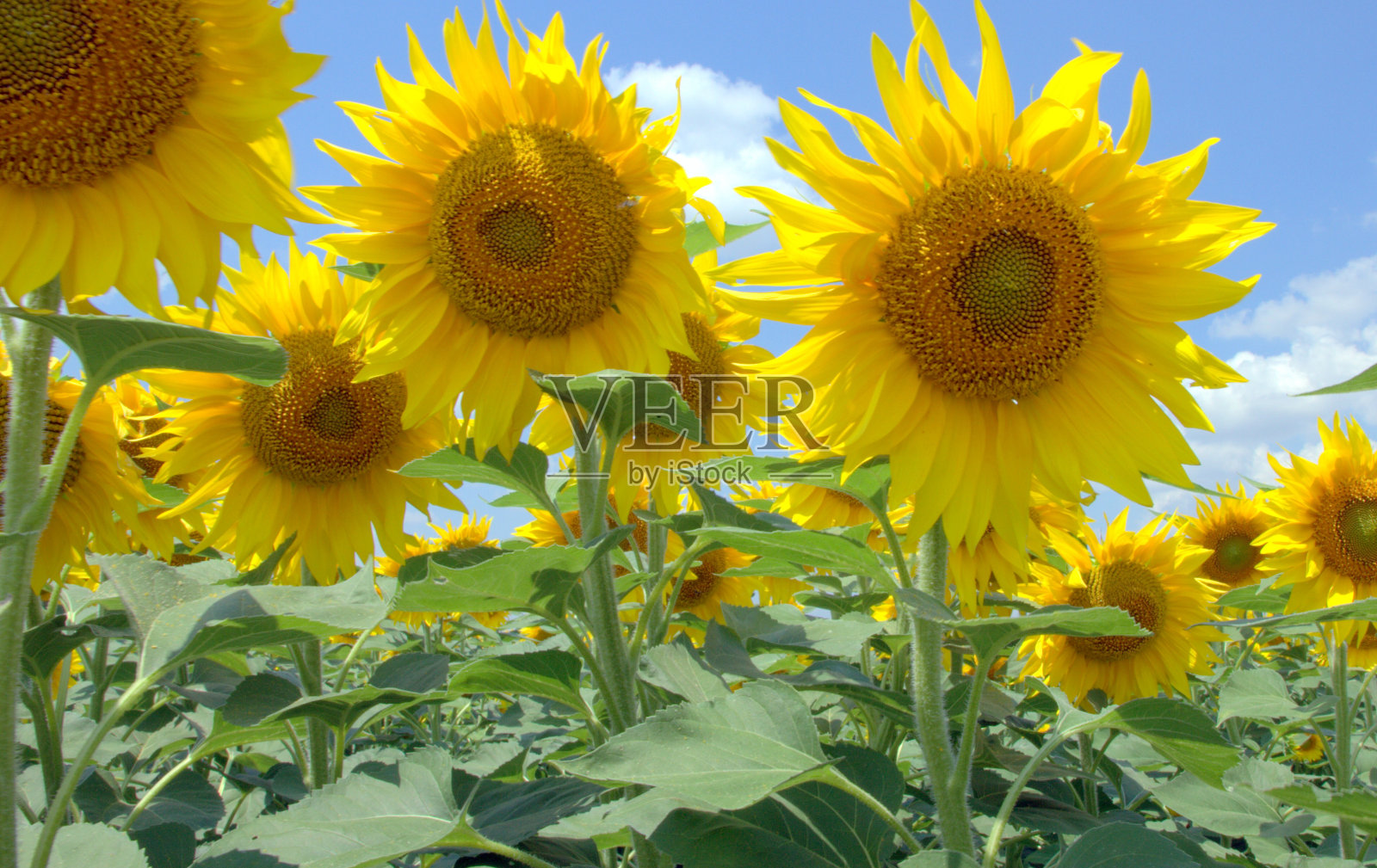 田野上有许多又大又亮的向日葵。黄色善待动物组织照片摄影图片