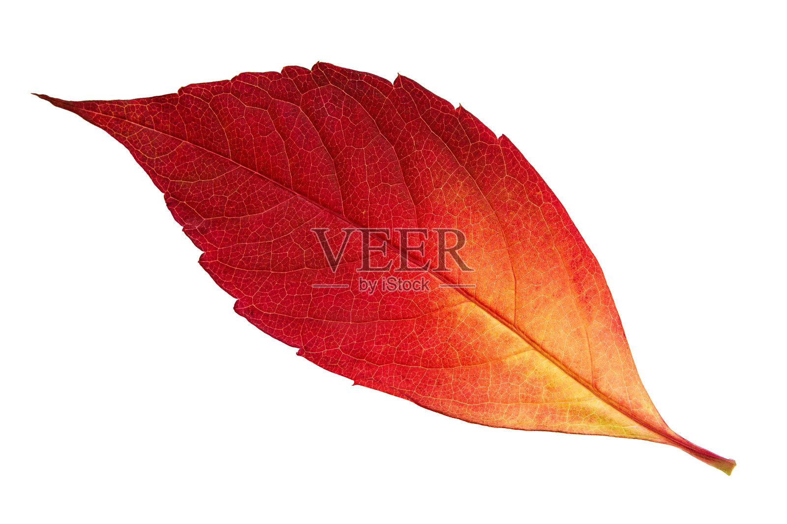红色的叶子上色照片摄影图片