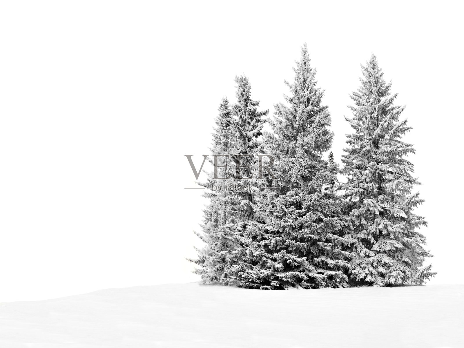 一群结霜的树木在皑皑白雪之上照片摄影图片