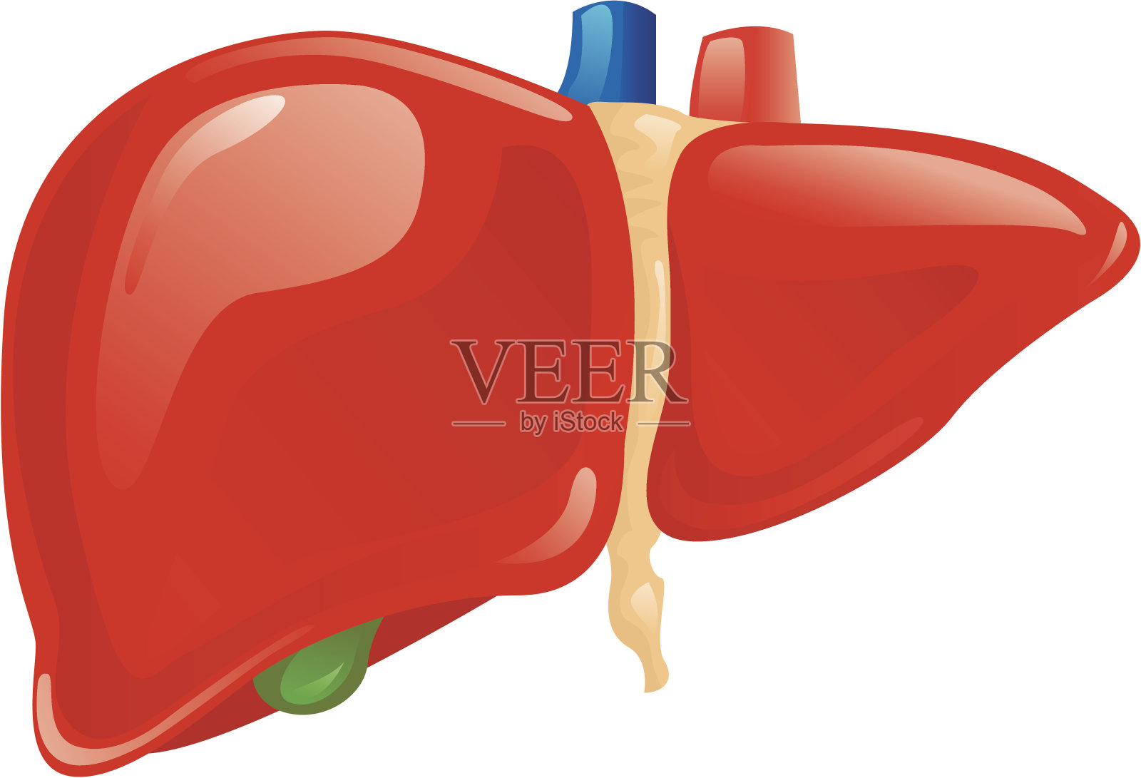 肝脏的基本解剖及生理...|肝细胞|胆红素|肝脏|解剖|胆汁|代谢|激素|-健康界