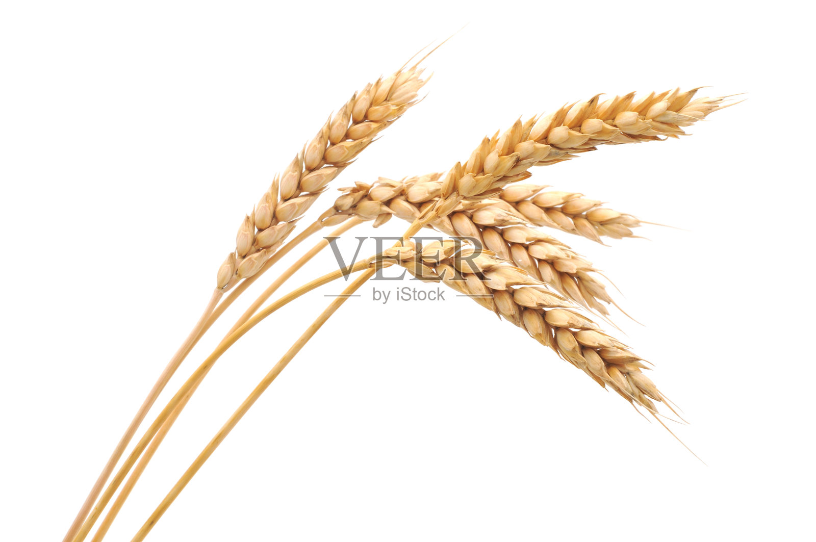 孤立小麦束照片摄影图片