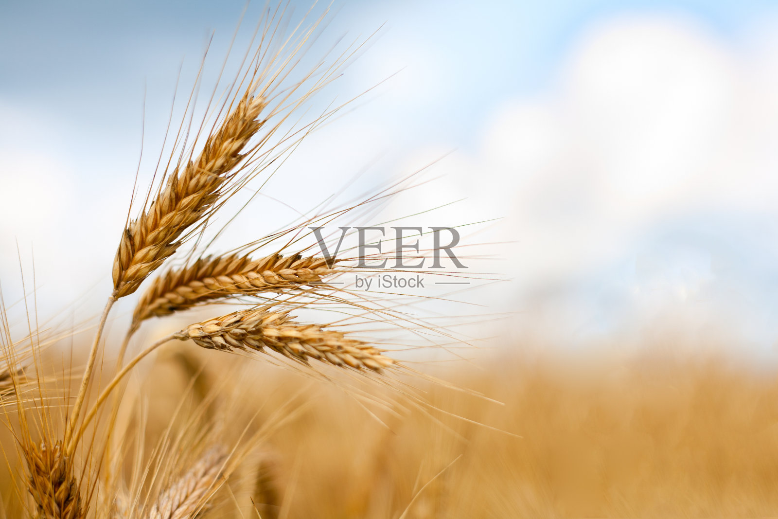 接近成熟的小麦穗照片摄影图片
