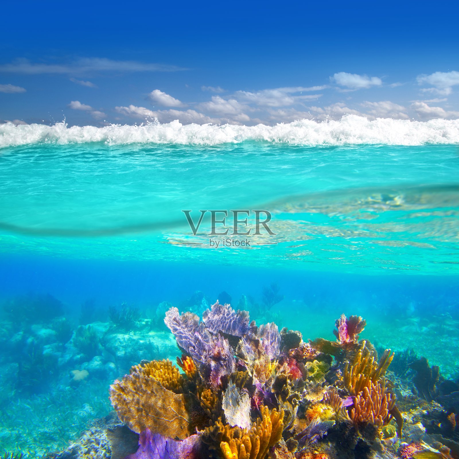 玛雅里维埃拉珊瑚礁在水线以下照片摄影图片