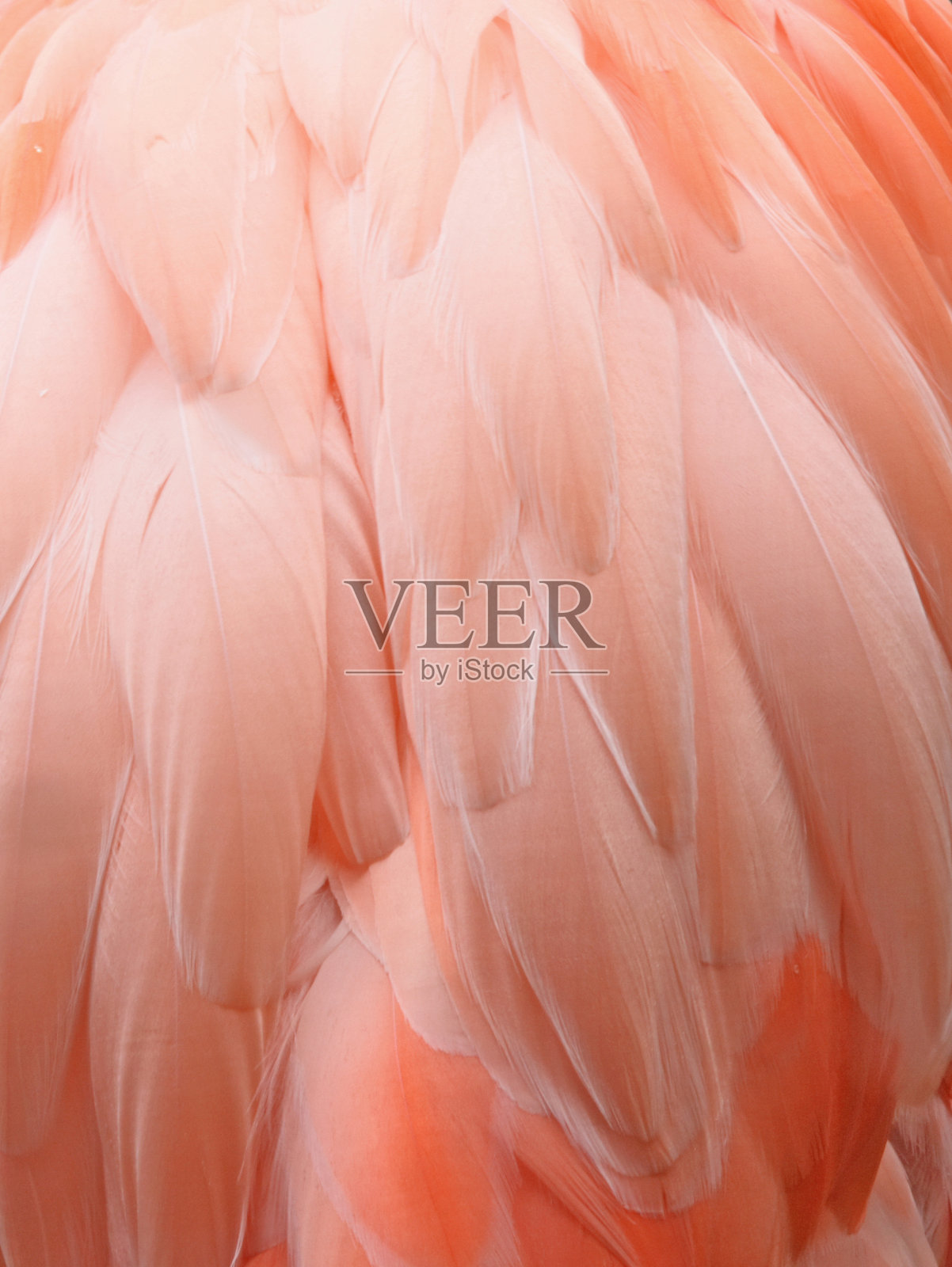 粉红色的火烈鸟背景照片摄影图片
