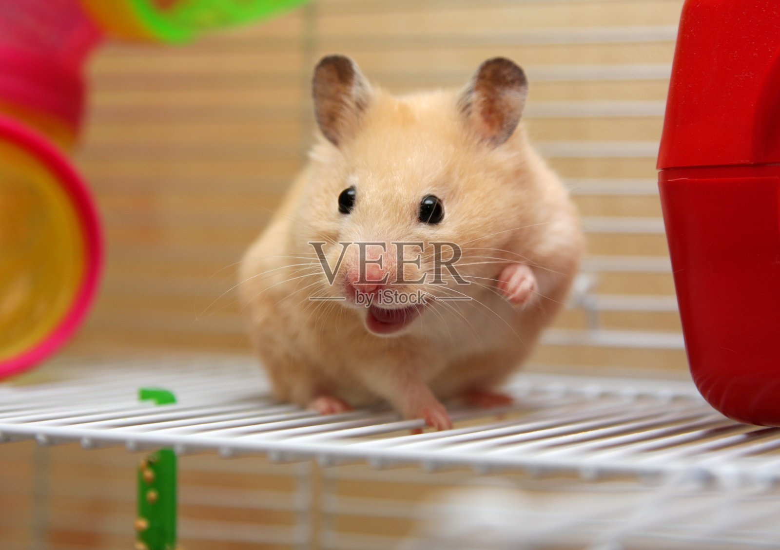 一只奶油色的仓鼠，嘴巴张在笼子里照片摄影图片