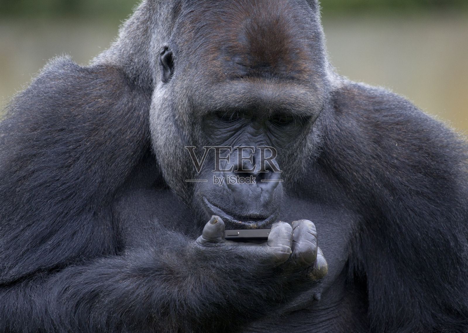 大猩猩在看手机照片摄影图片