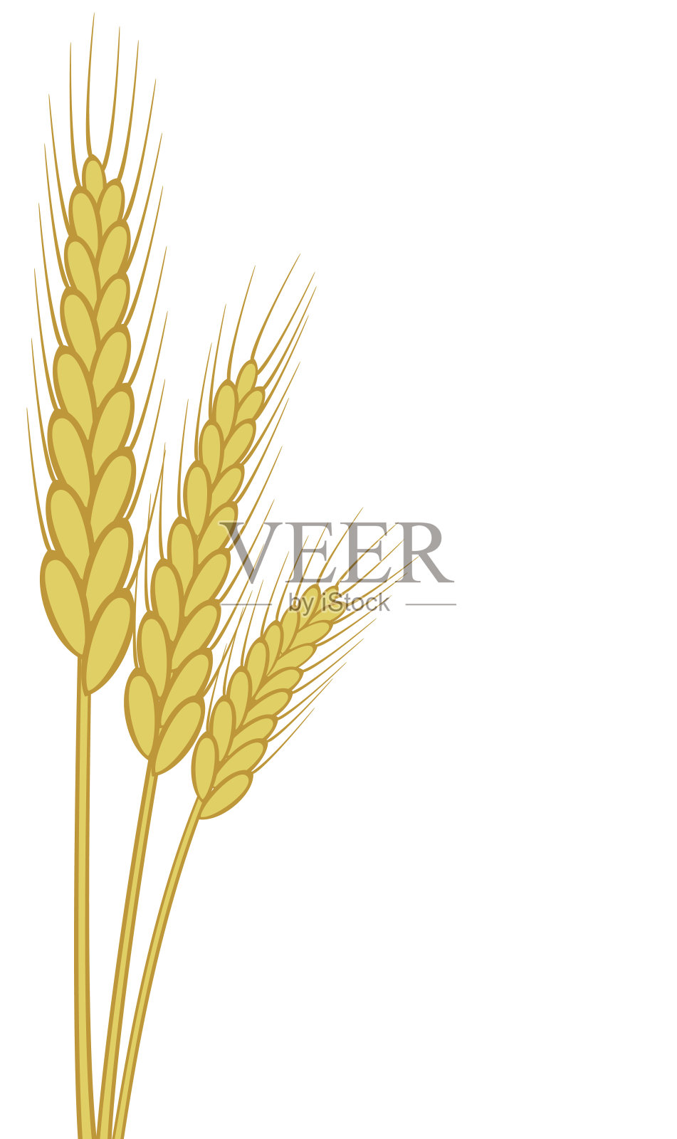 向量小麦的耳朵插画图片素材