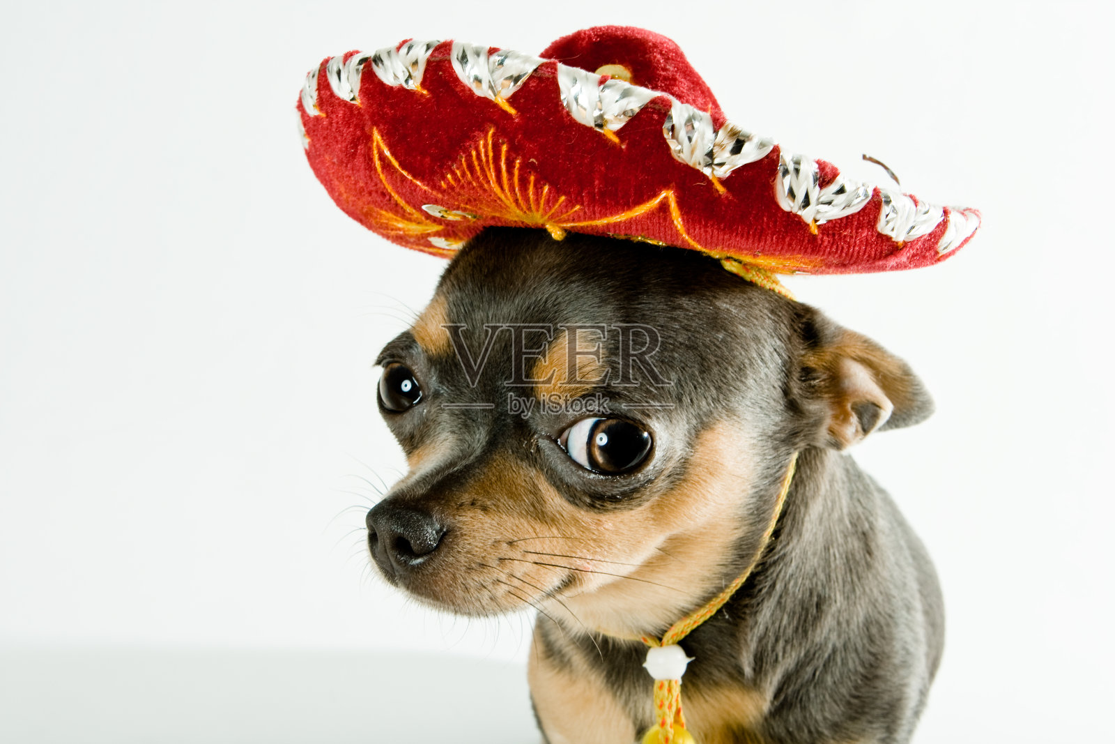 一只戴着红帽子的墨西哥狗照片摄影图片