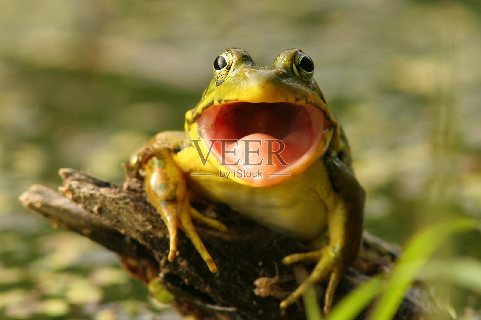张开嘴的绿蛙，松林省公园照片摄影图片