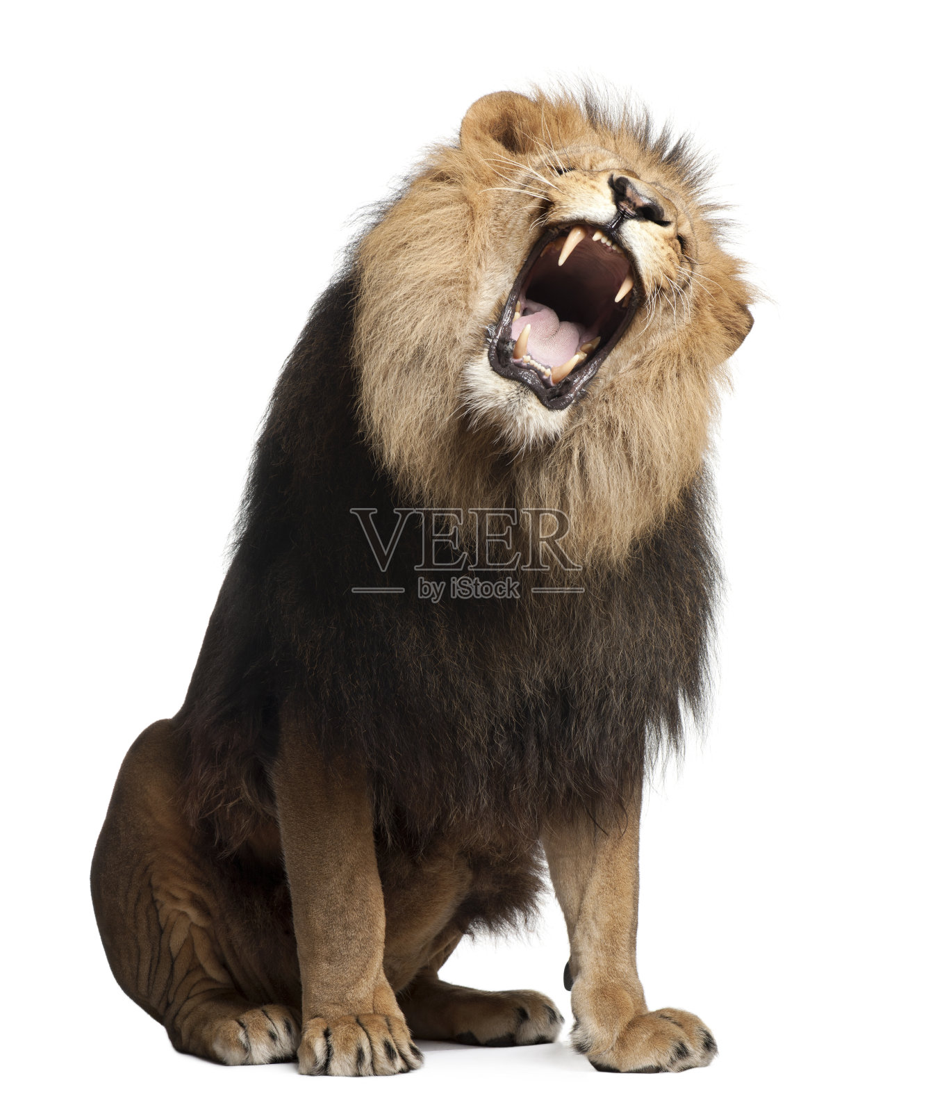 狮子，Panthera leo, 8岁，咆哮照片摄影图片