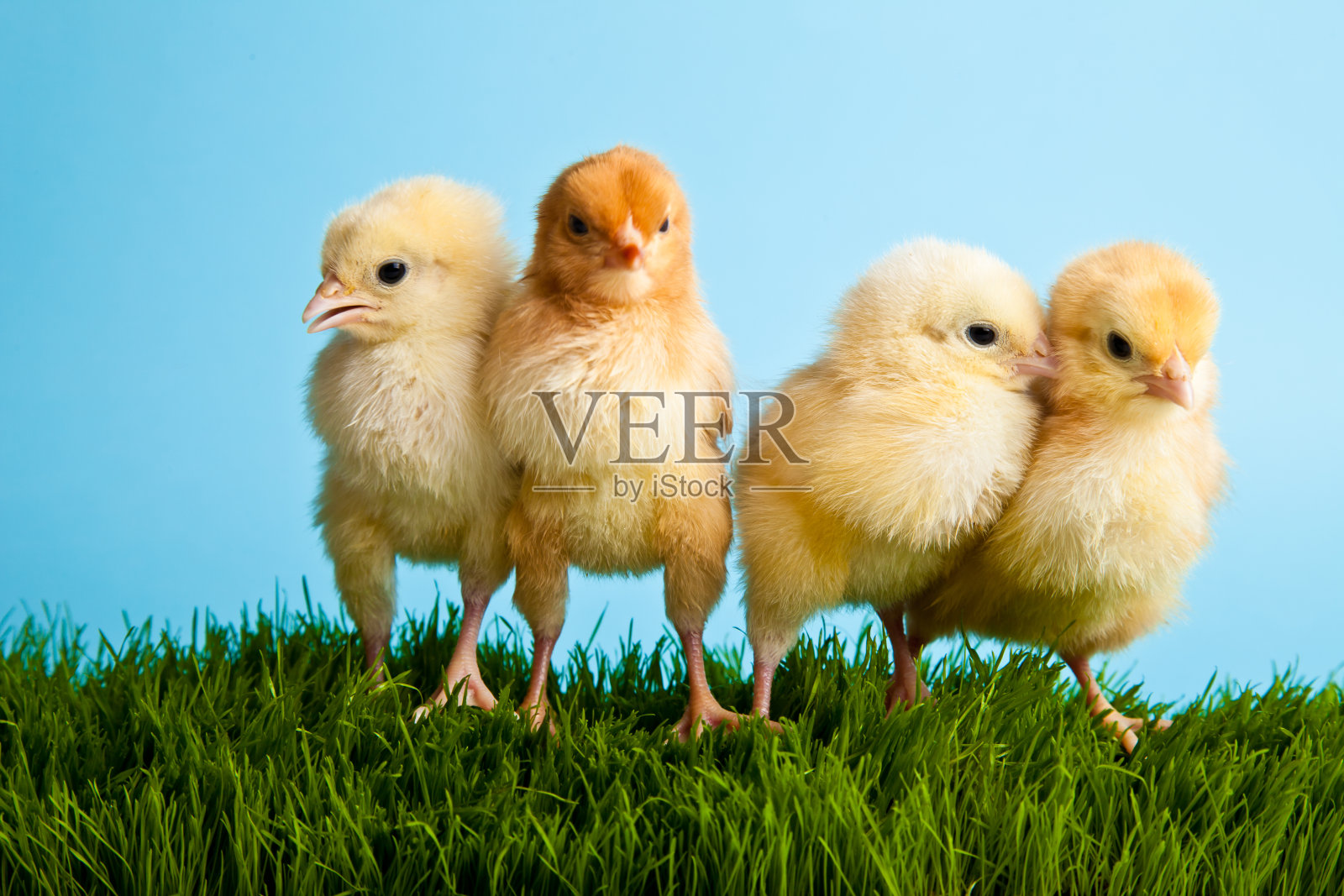 4只雏鸡在蓝色背景的草地上照片摄影图片