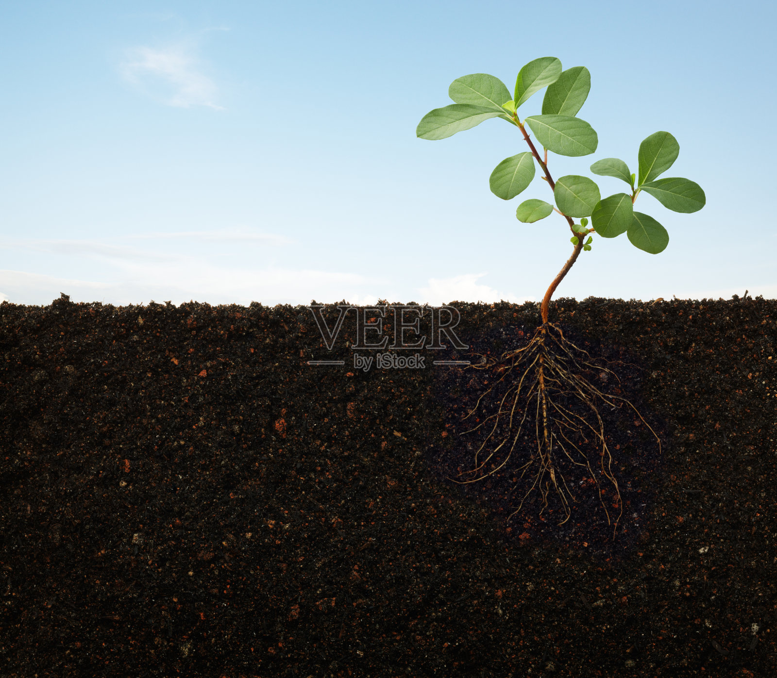 土壤中生长的植物的根照片摄影图片