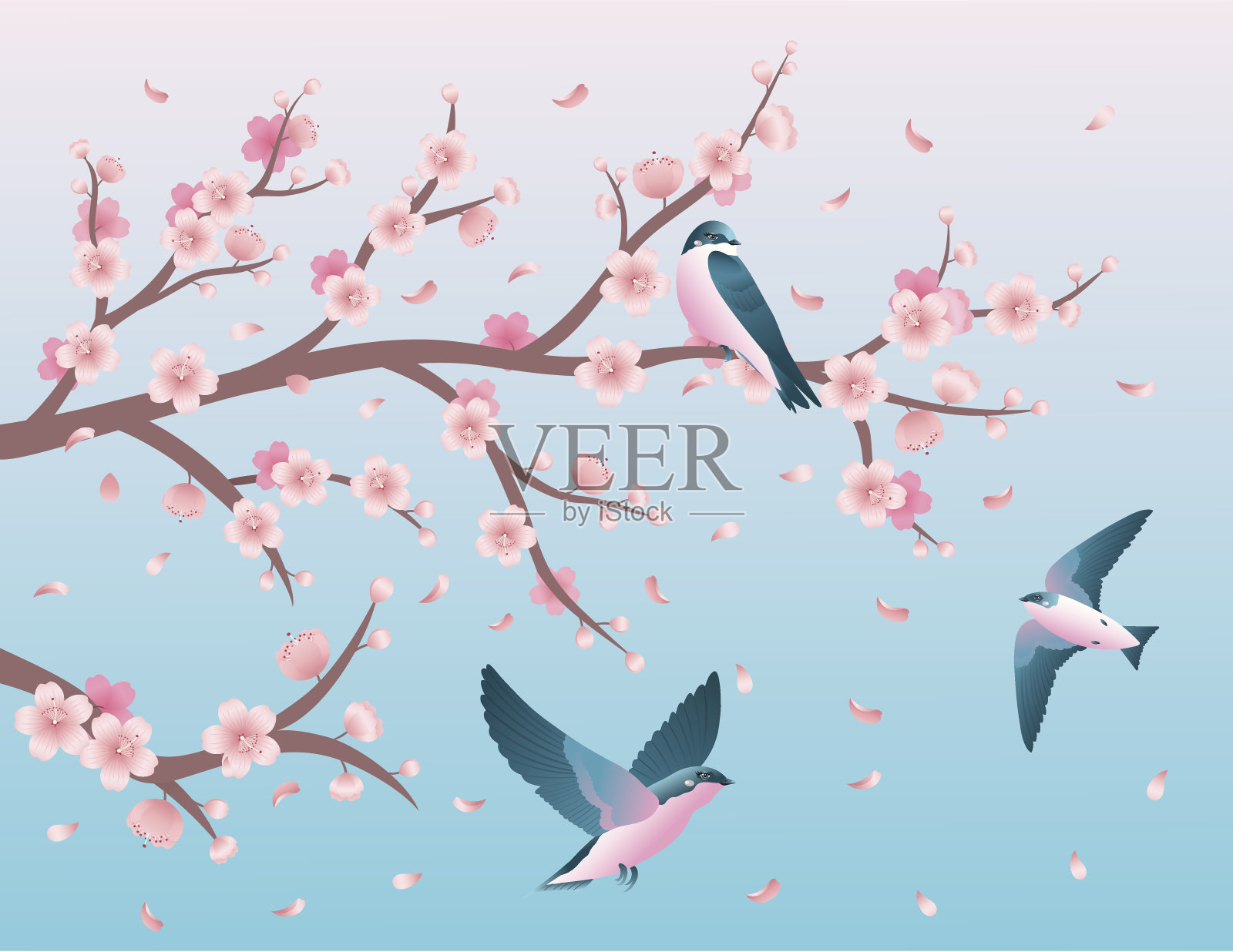 樱花和燕子。插画图片素材