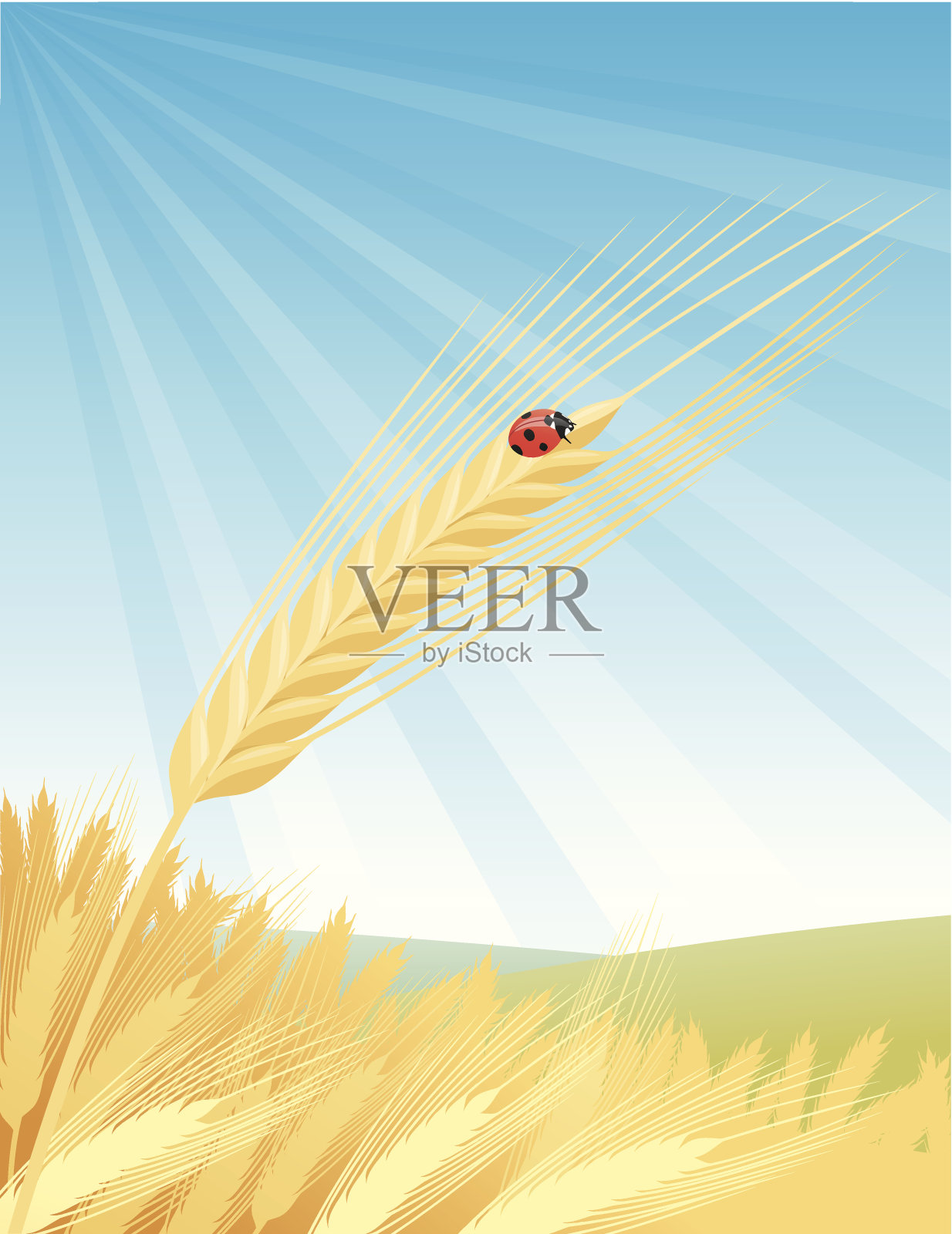 麦穗景观插画图片素材