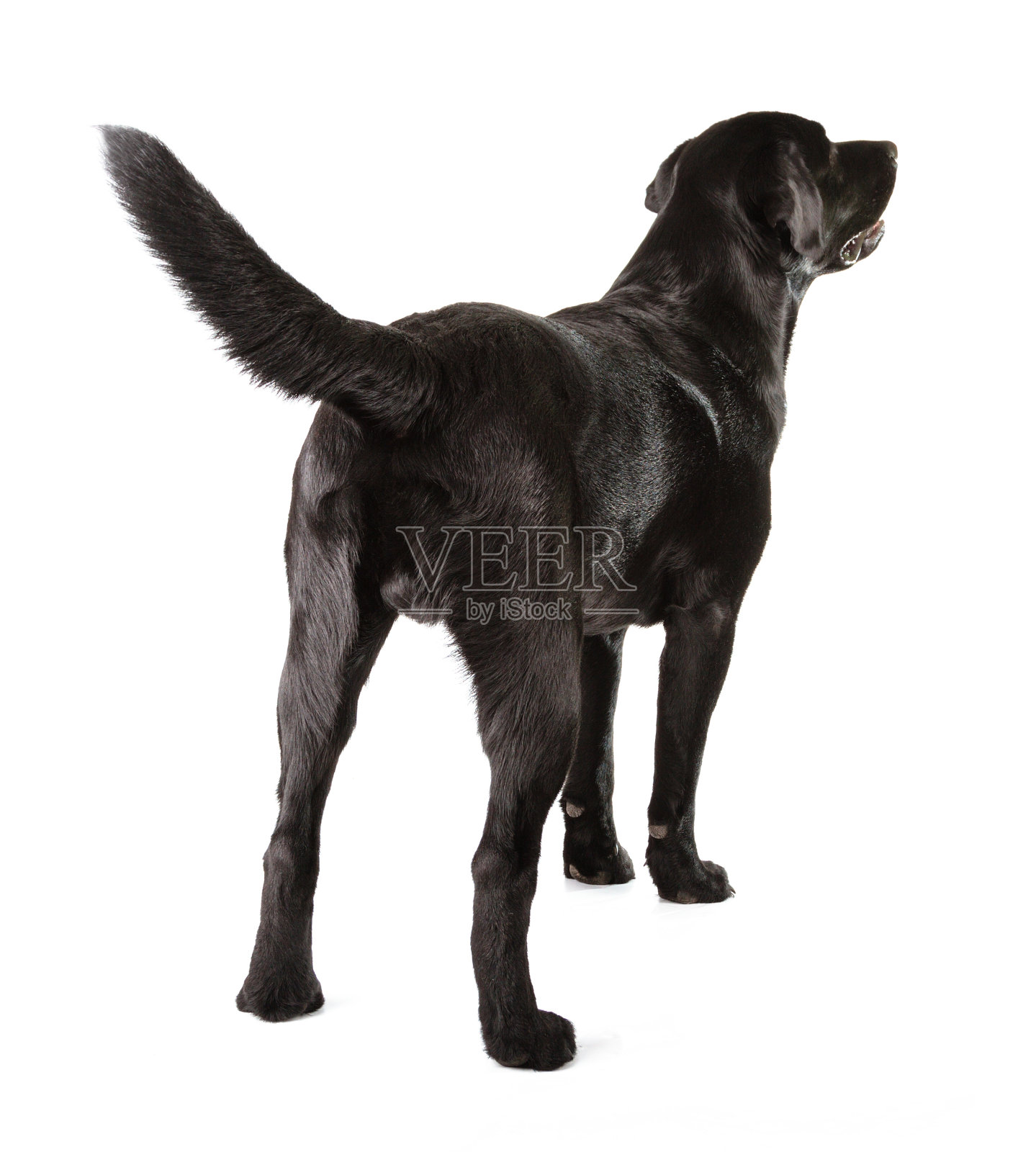一只黑色拉布拉多寻回犬的背部照片摄影图片