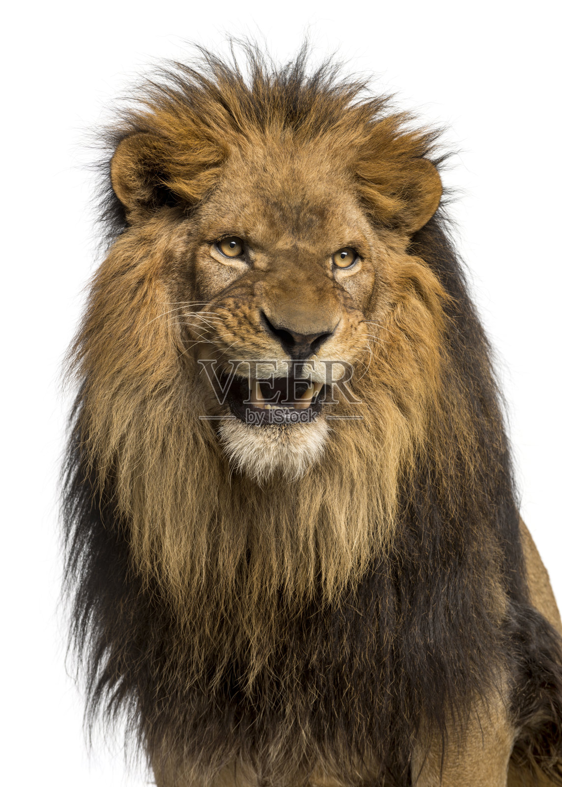 这是一只十岁的狮子的特写，Panthera Leo，咆哮着照片摄影图片