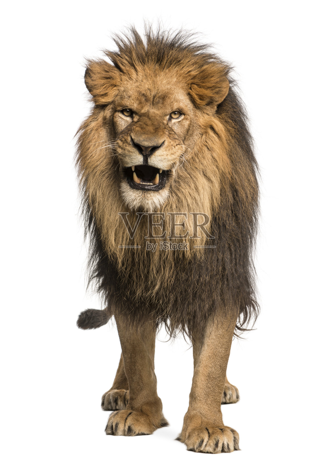 正面的狮子咆哮，站立，Panthera Leo照片摄影图片