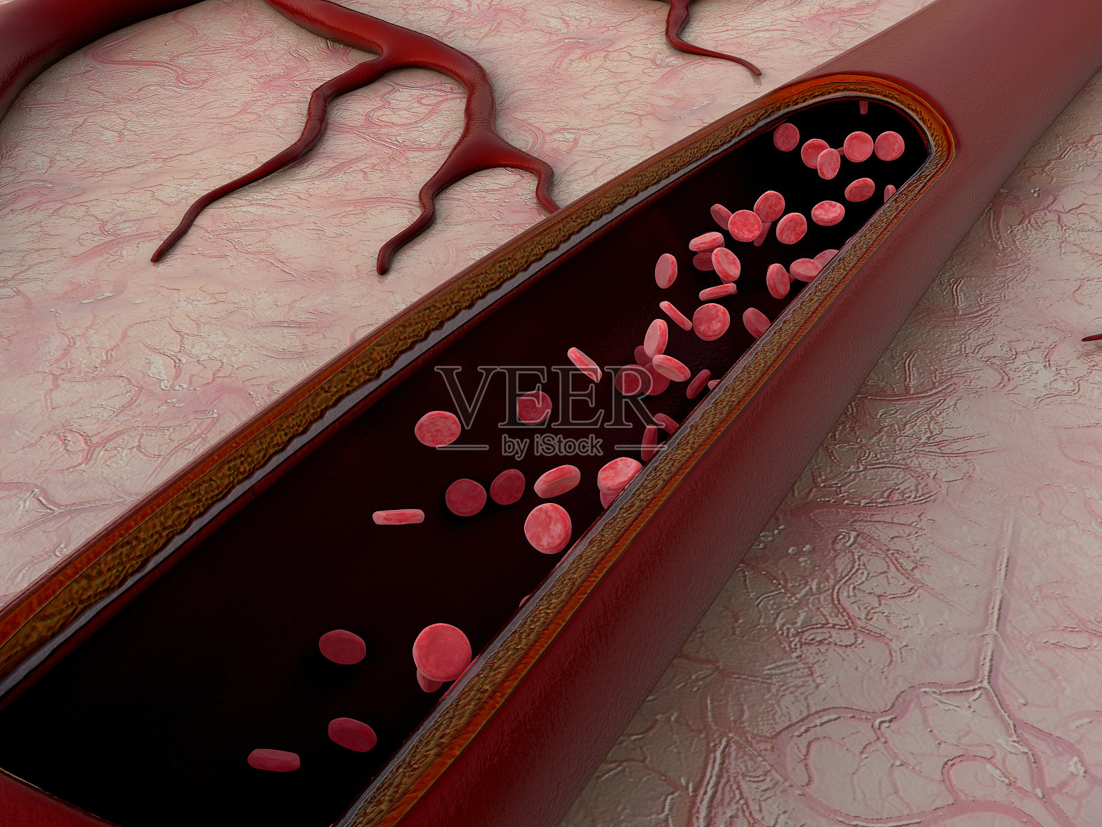 打开的动脉图示显示里面的红细胞照片摄影图片