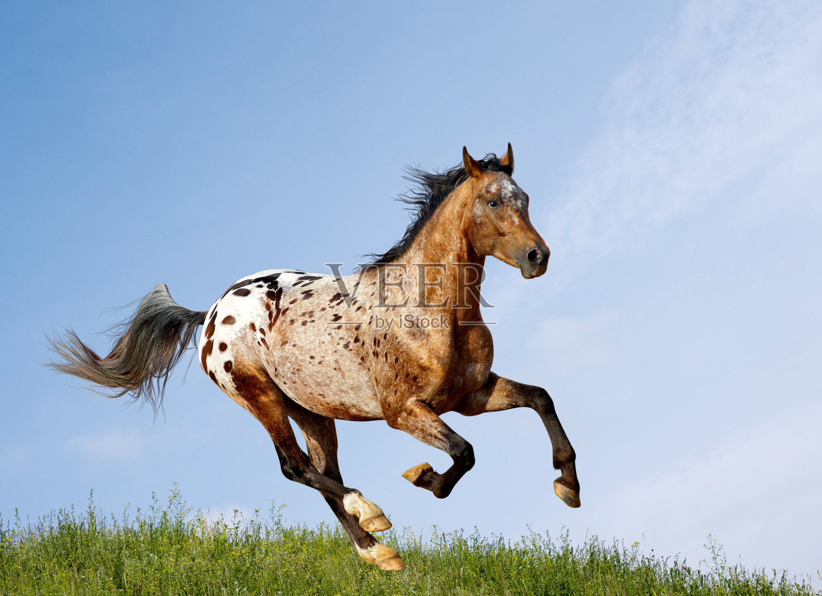 阿帕卢萨种马跑过牧场照片摄影图片
