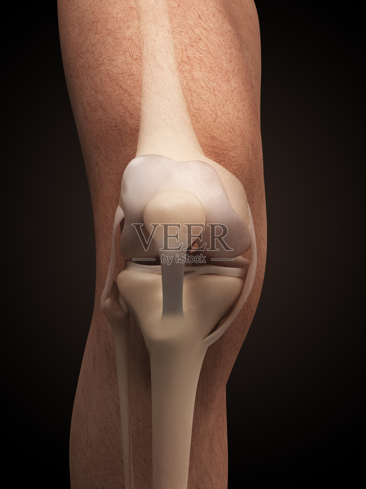 膝关节解剖照片摄影图片