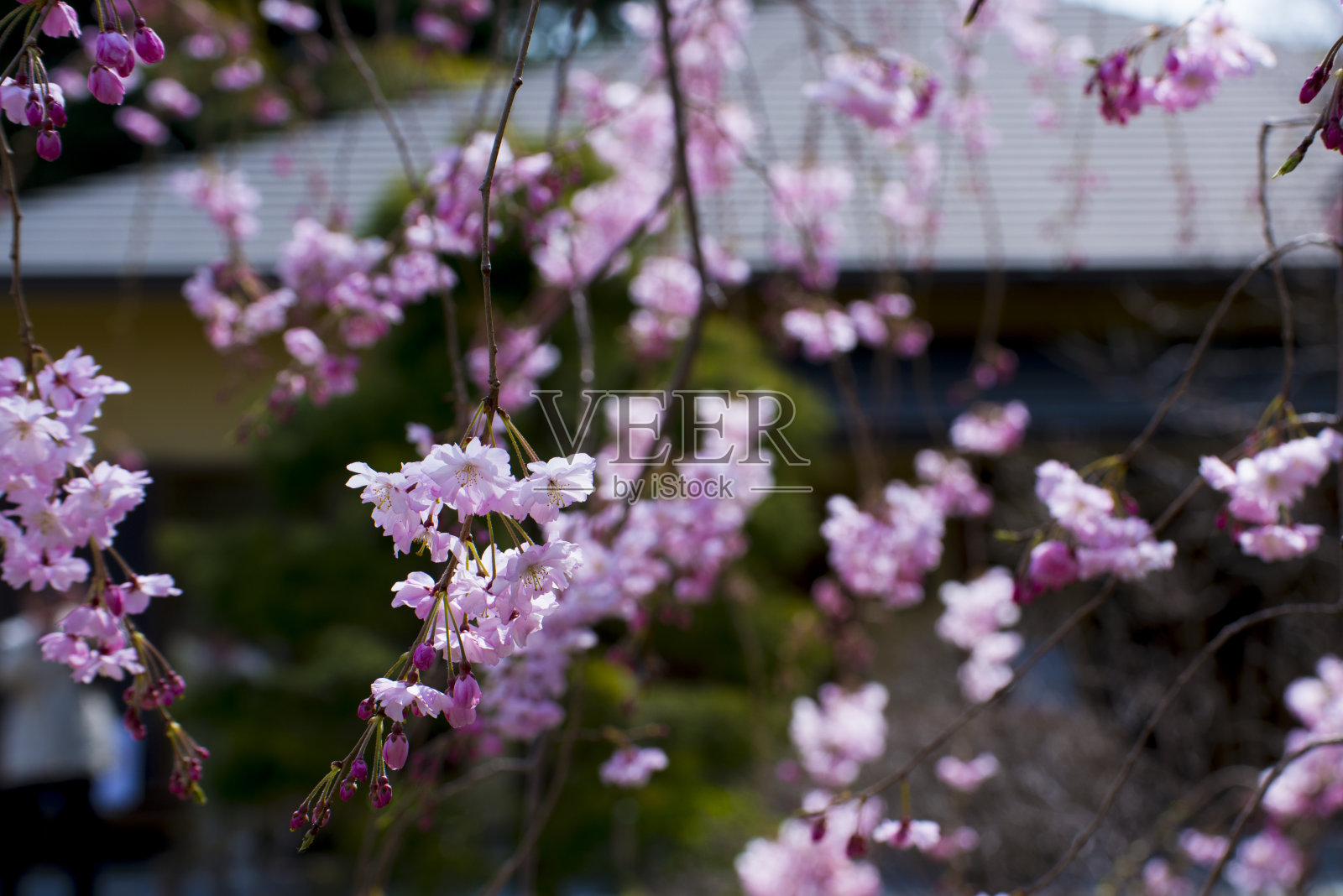 樱花照片摄影图片