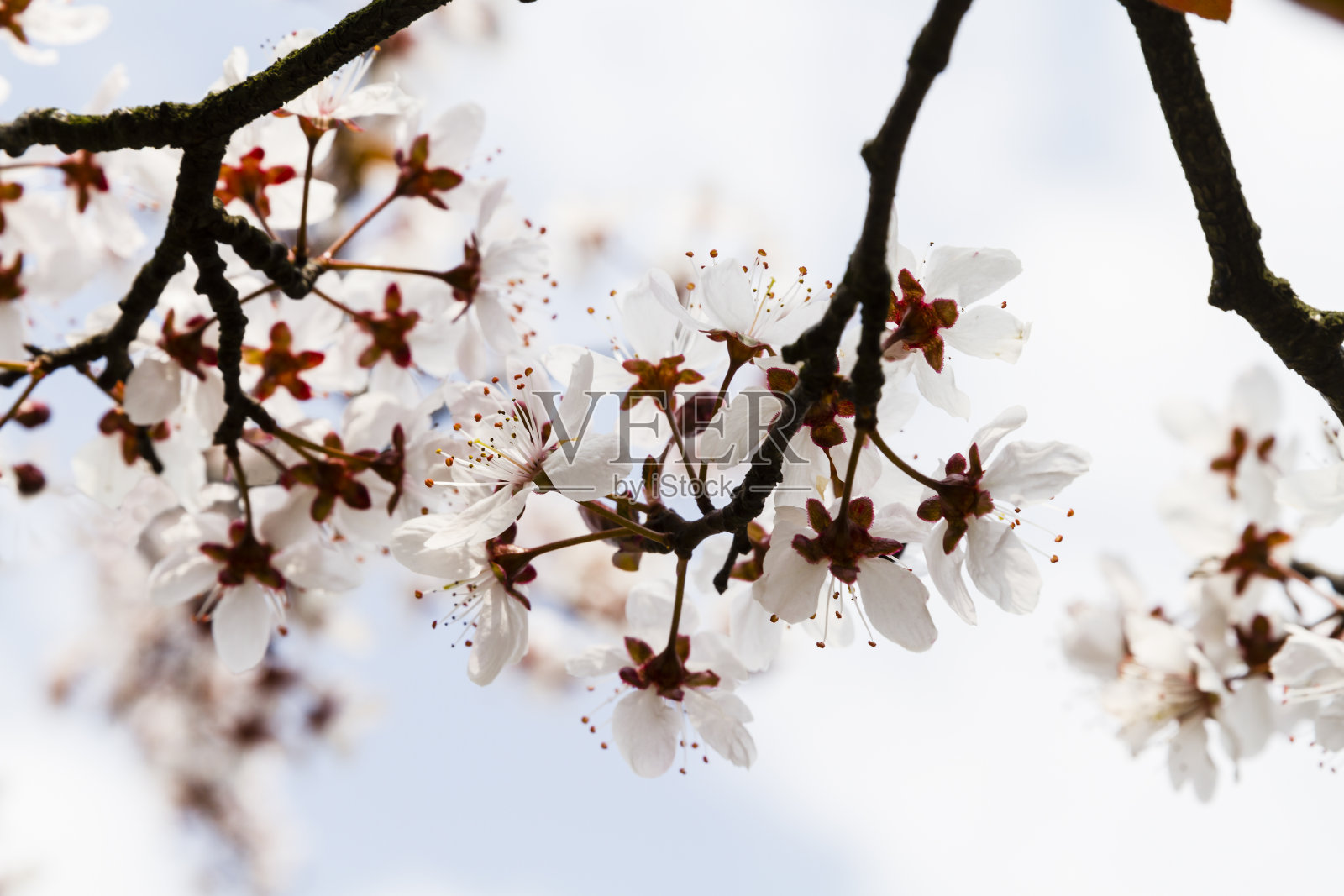 樱桃，梅子或密罗汉花照片摄影图片
