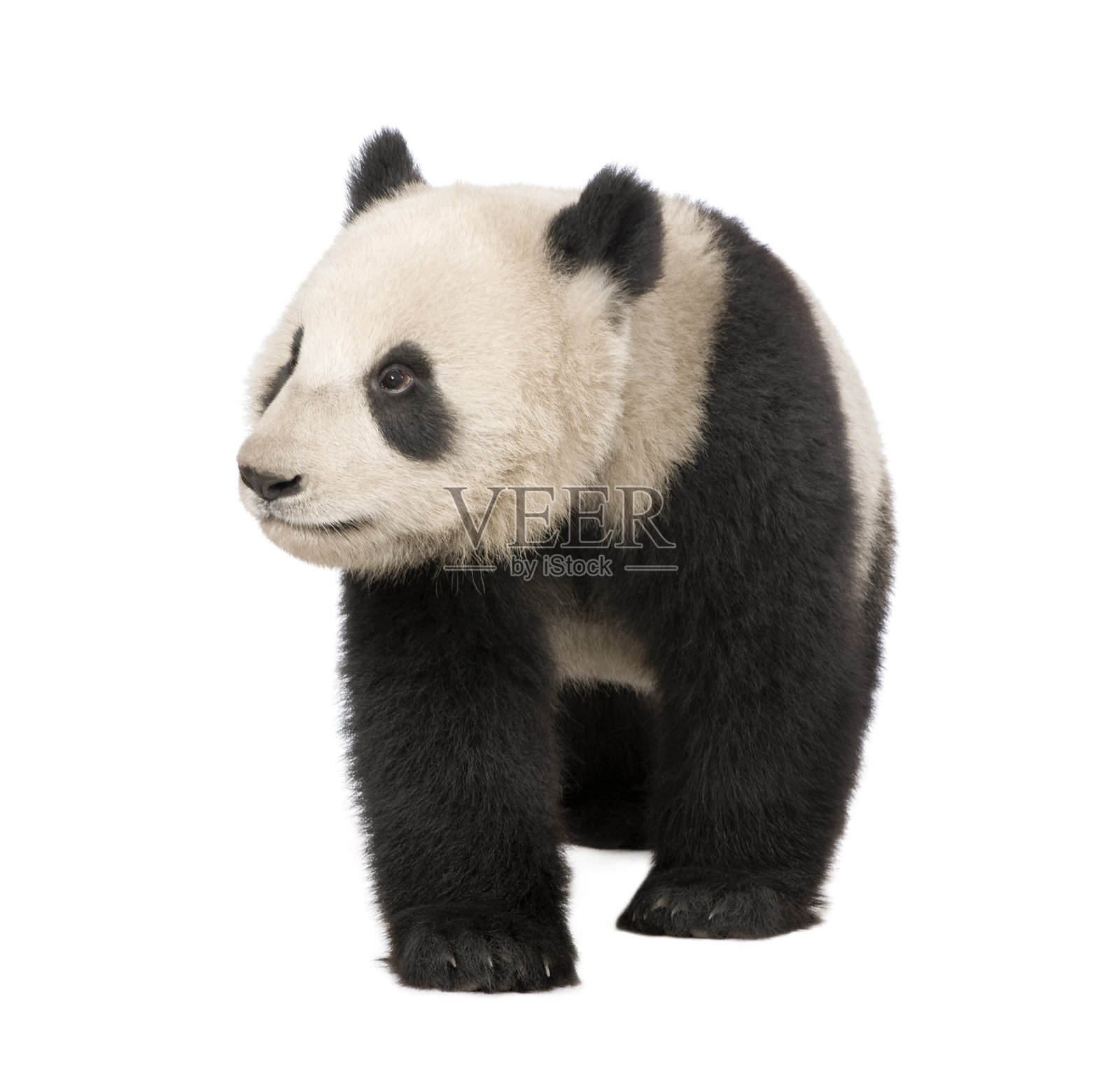 大熊猫(18个月)——大熊猫照片摄影图片