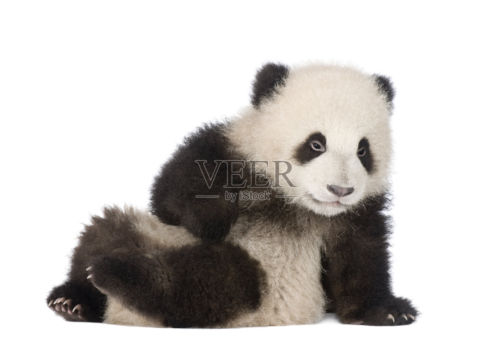 大熊猫幼崽(4个月)- Ailuropoda melanoleuca照片摄影图片