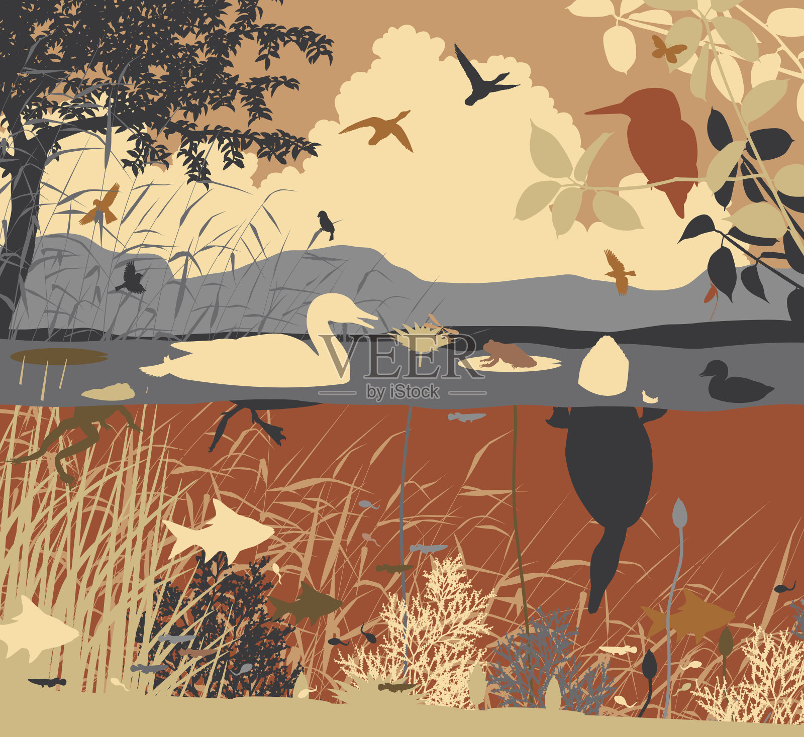 淡水池塘生活插画图片素材