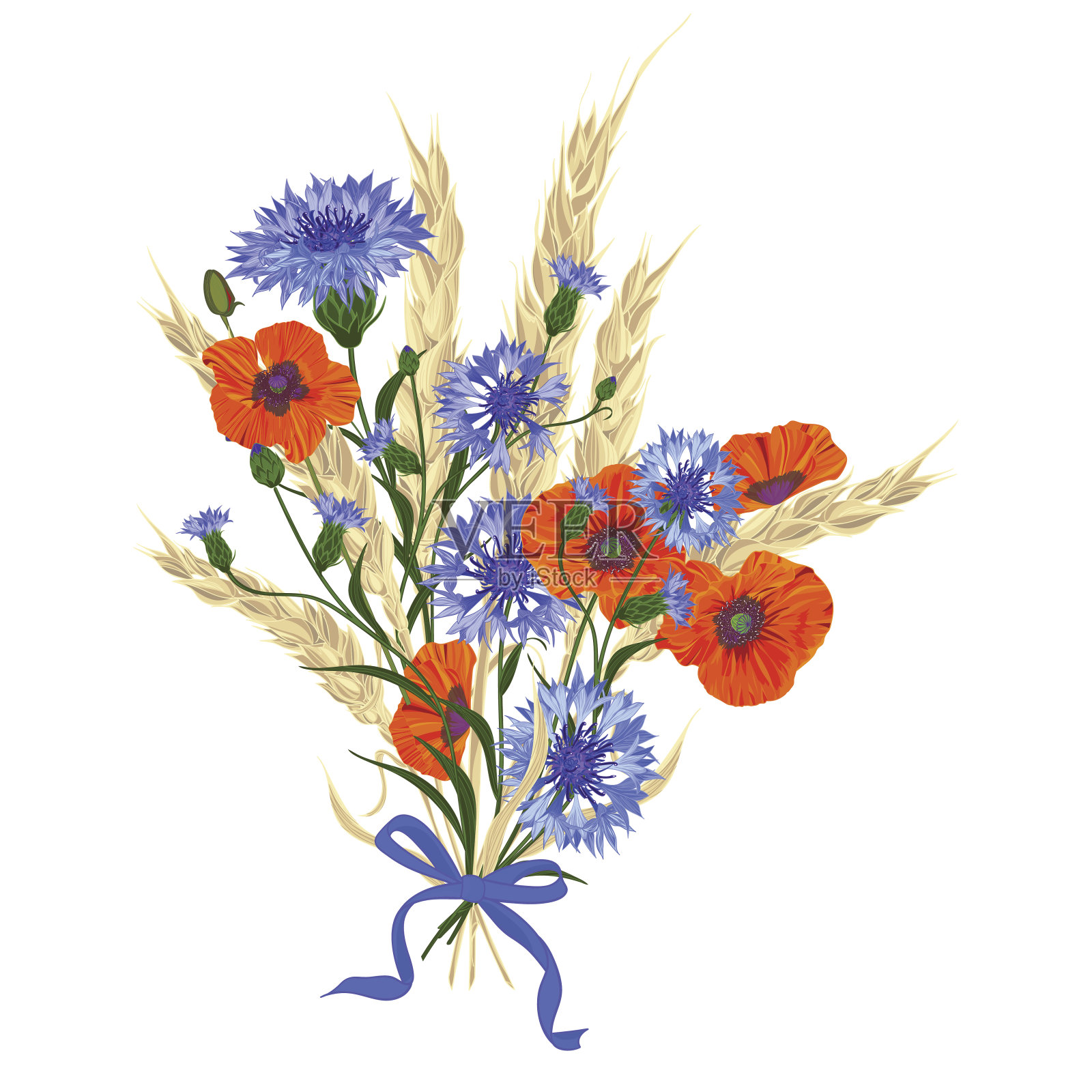 一束美丽的矢车菊，罂粟花和小麦小穗插画图片素材