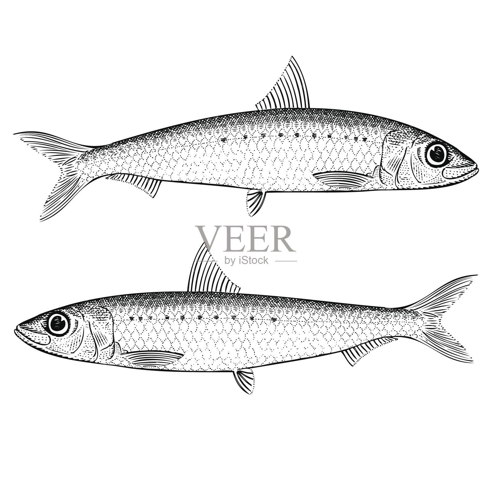 黑白两色的沙丁鱼画插画图片素材