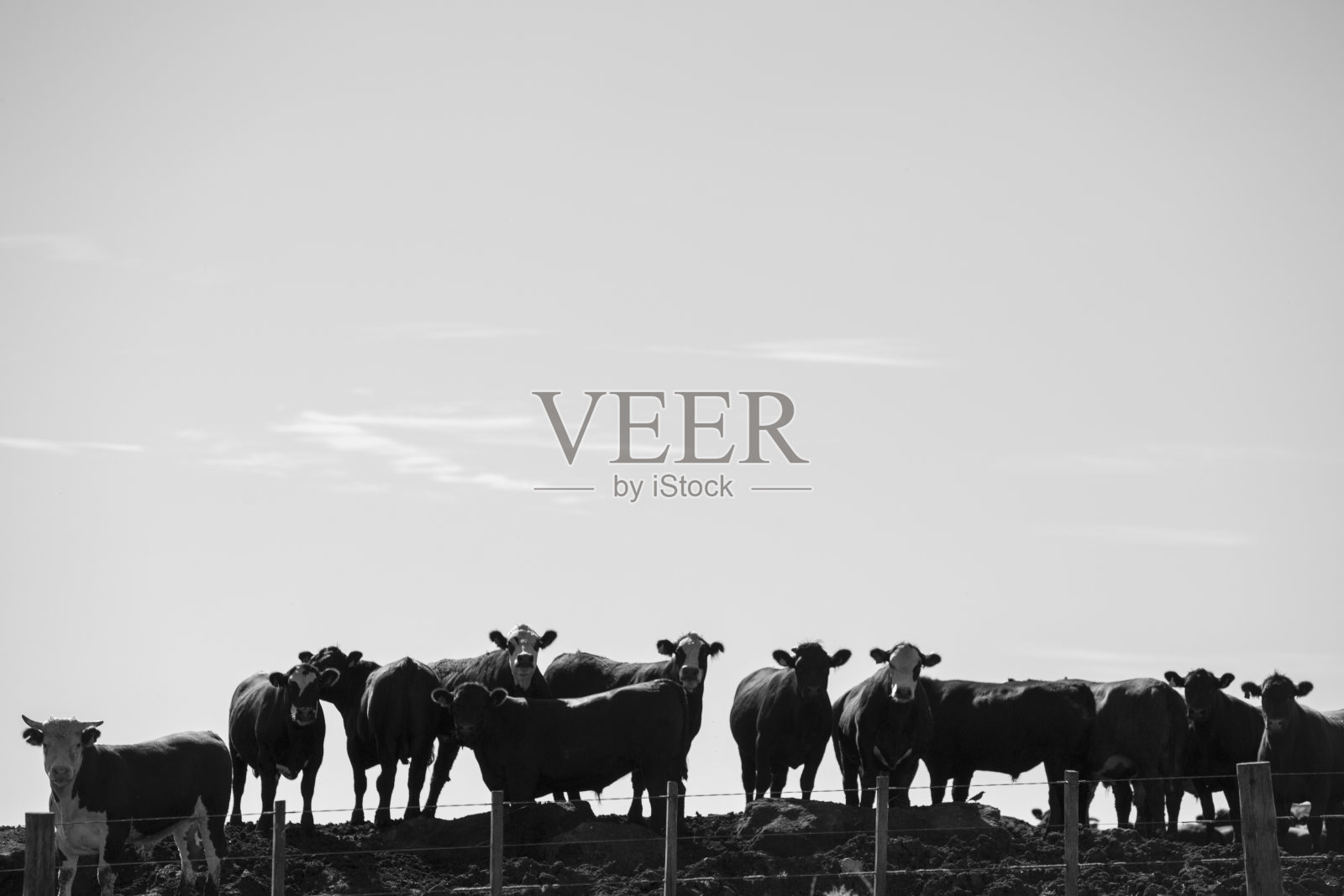 乌拉圭，集约化牲畜农场的牛群群照片摄影图片