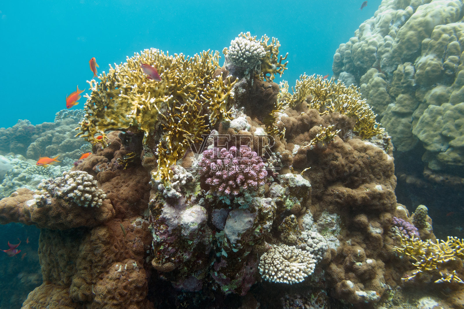 热带海洋，水下的珊瑚礁，有鱼和花照片摄影图片