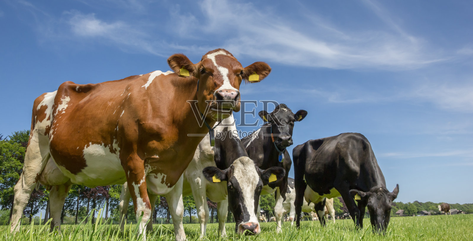 荷兰风景中的奶牛照片摄影图片