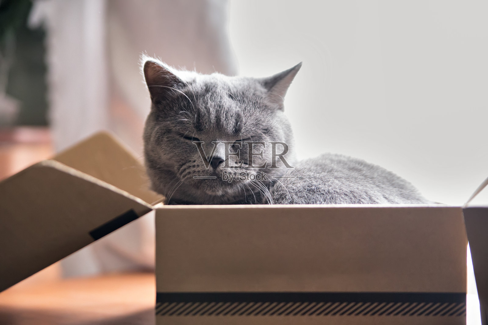 一只美丽的灰猫在盒子里睡觉。英国短毛猫的小猫照片摄影图片