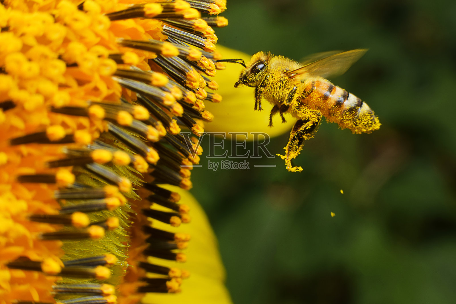 蜜蜂在工作照片摄影图片