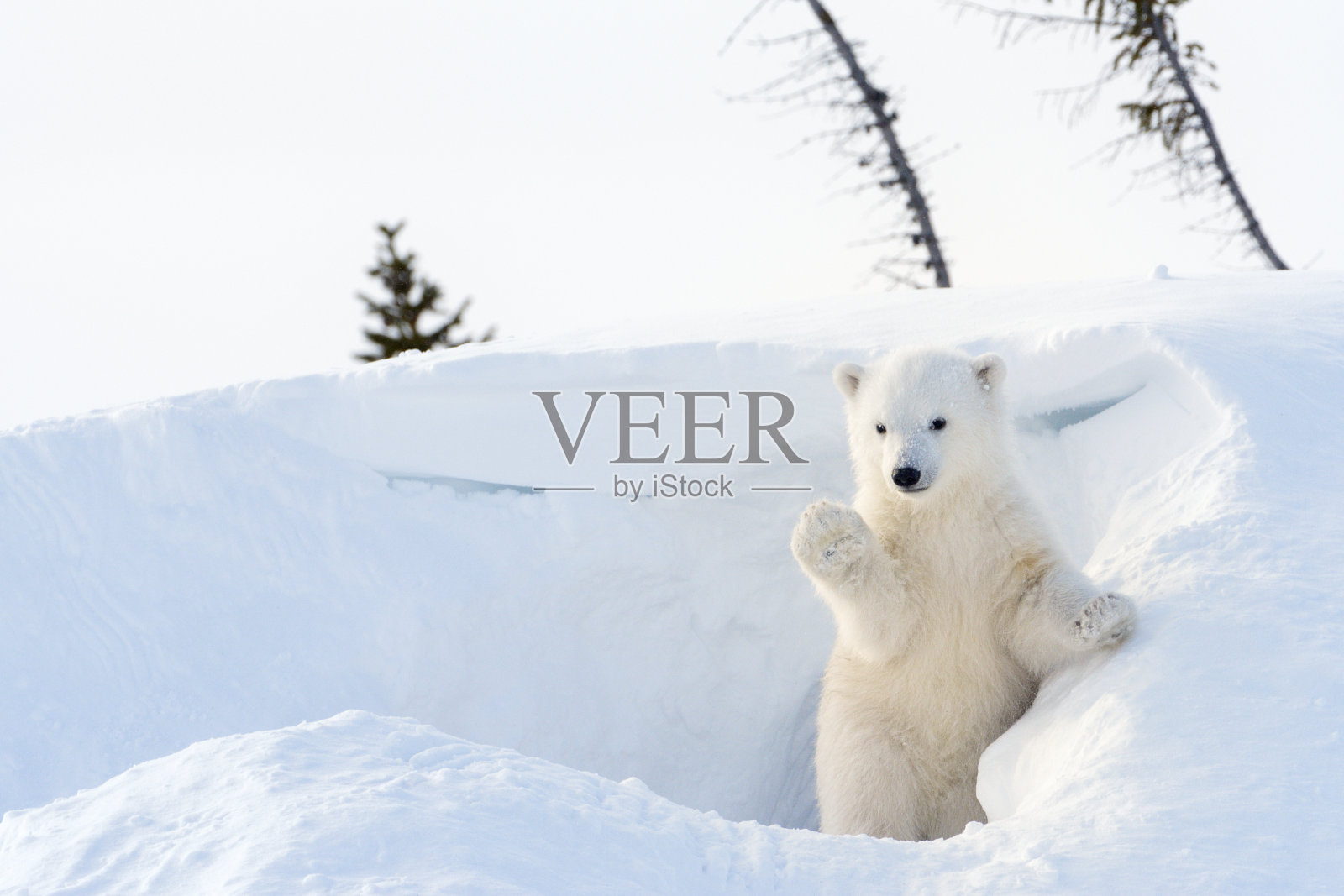 北极熊幼崽照片摄影图片