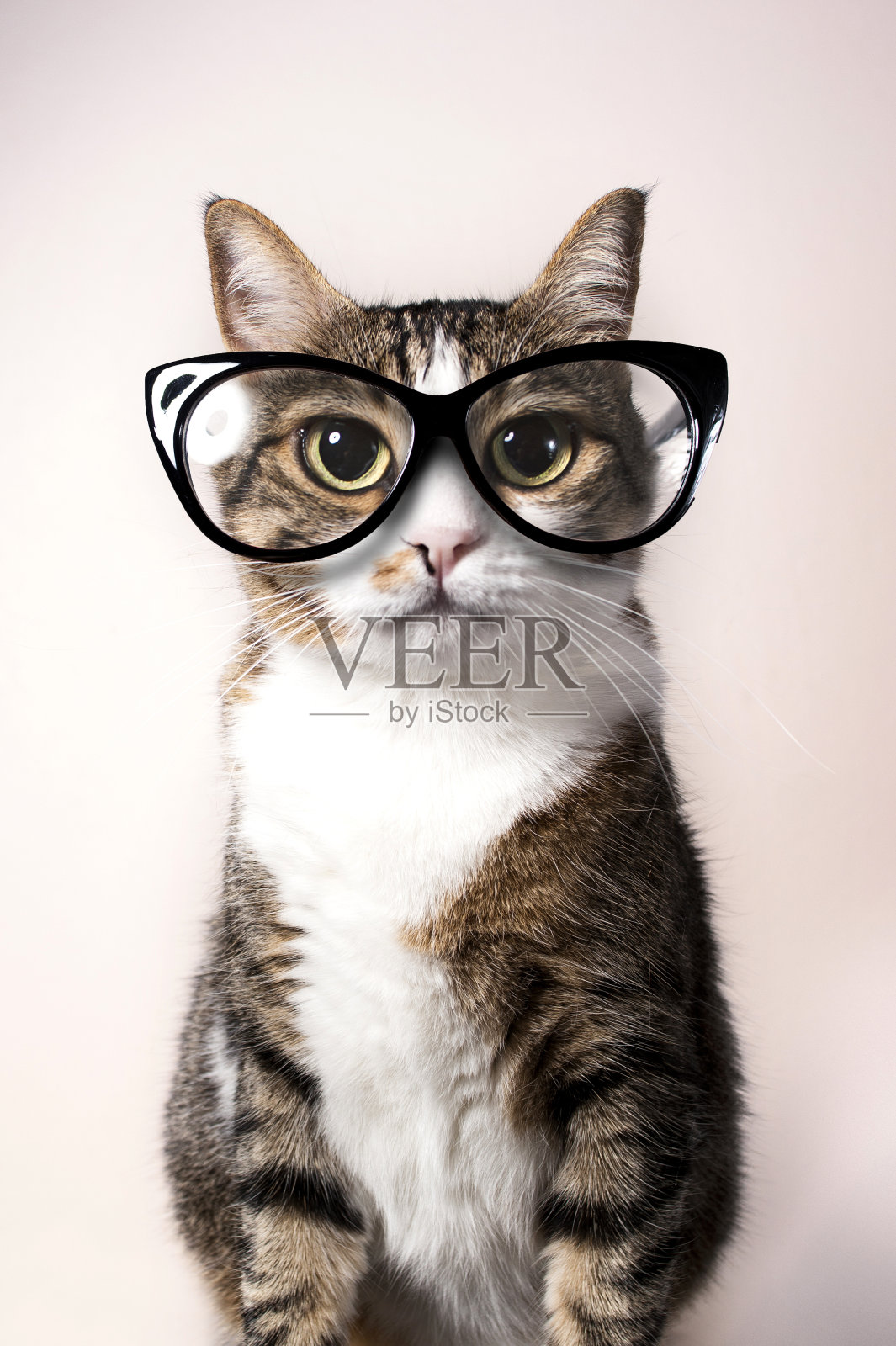 戴眼镜的家猫。照片摄影图片
