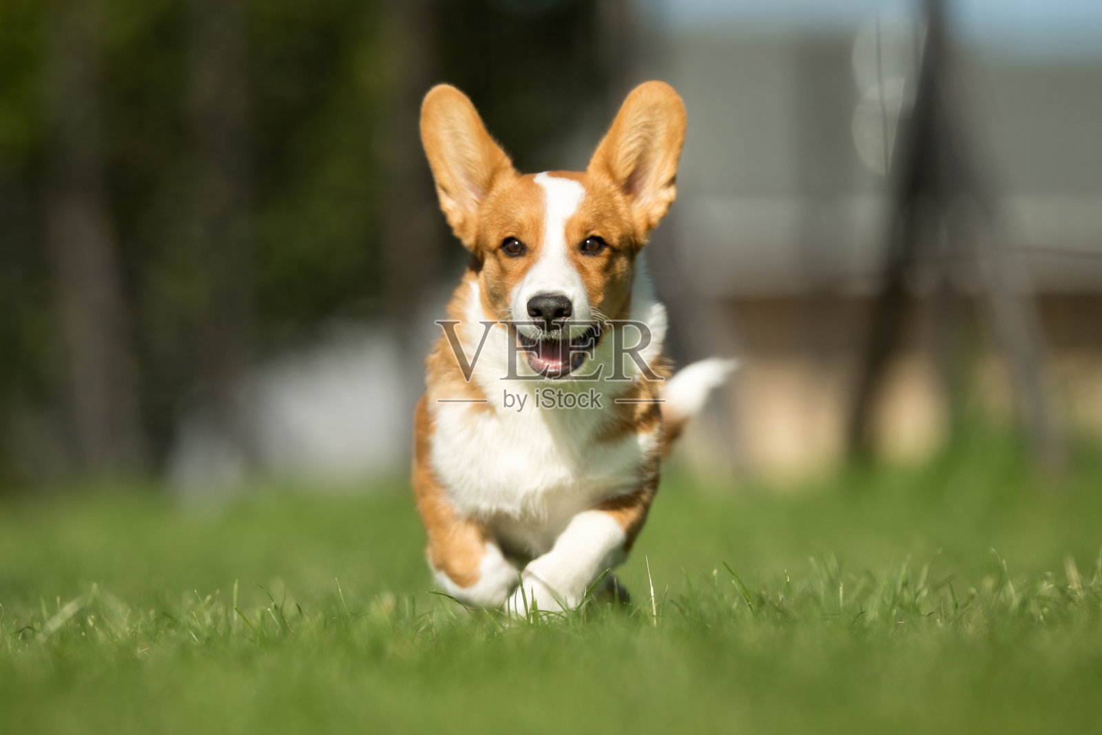 微笑和快乐的威尔士柯基狗照片摄影图片