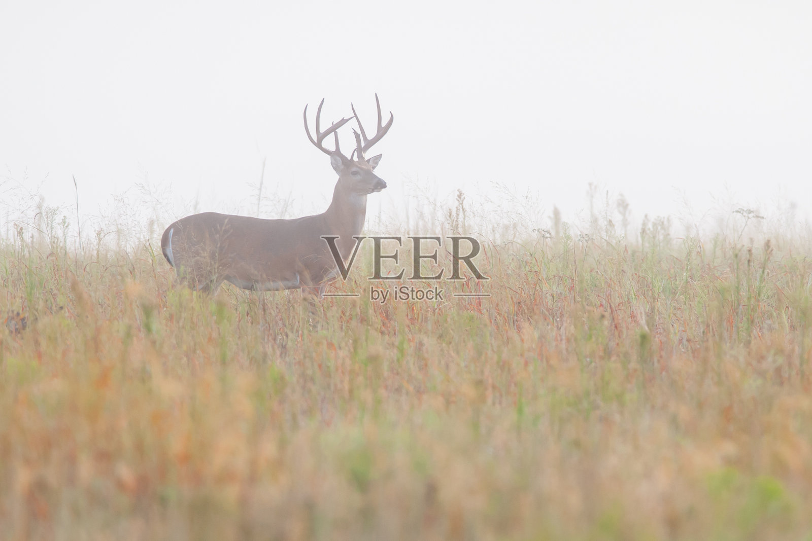 大白尾鹿在雾，威奇托山，俄克拉荷马州照片摄影图片
