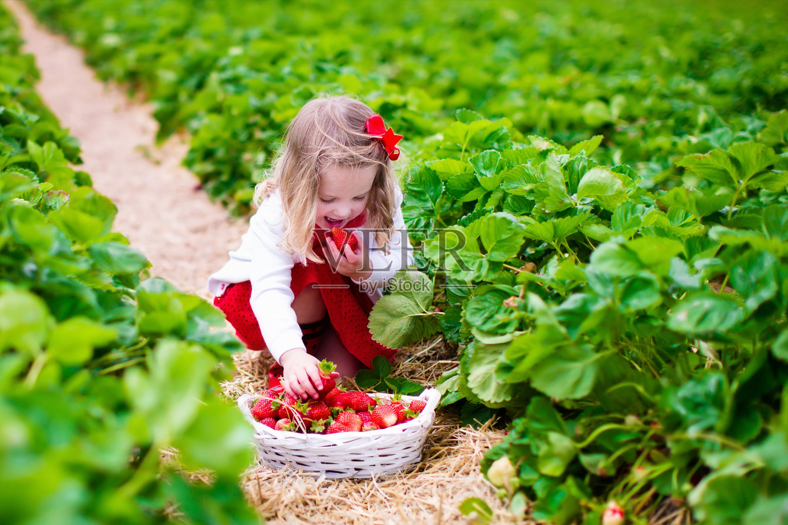 一个小女孩在田里摘草莓照片摄影图片