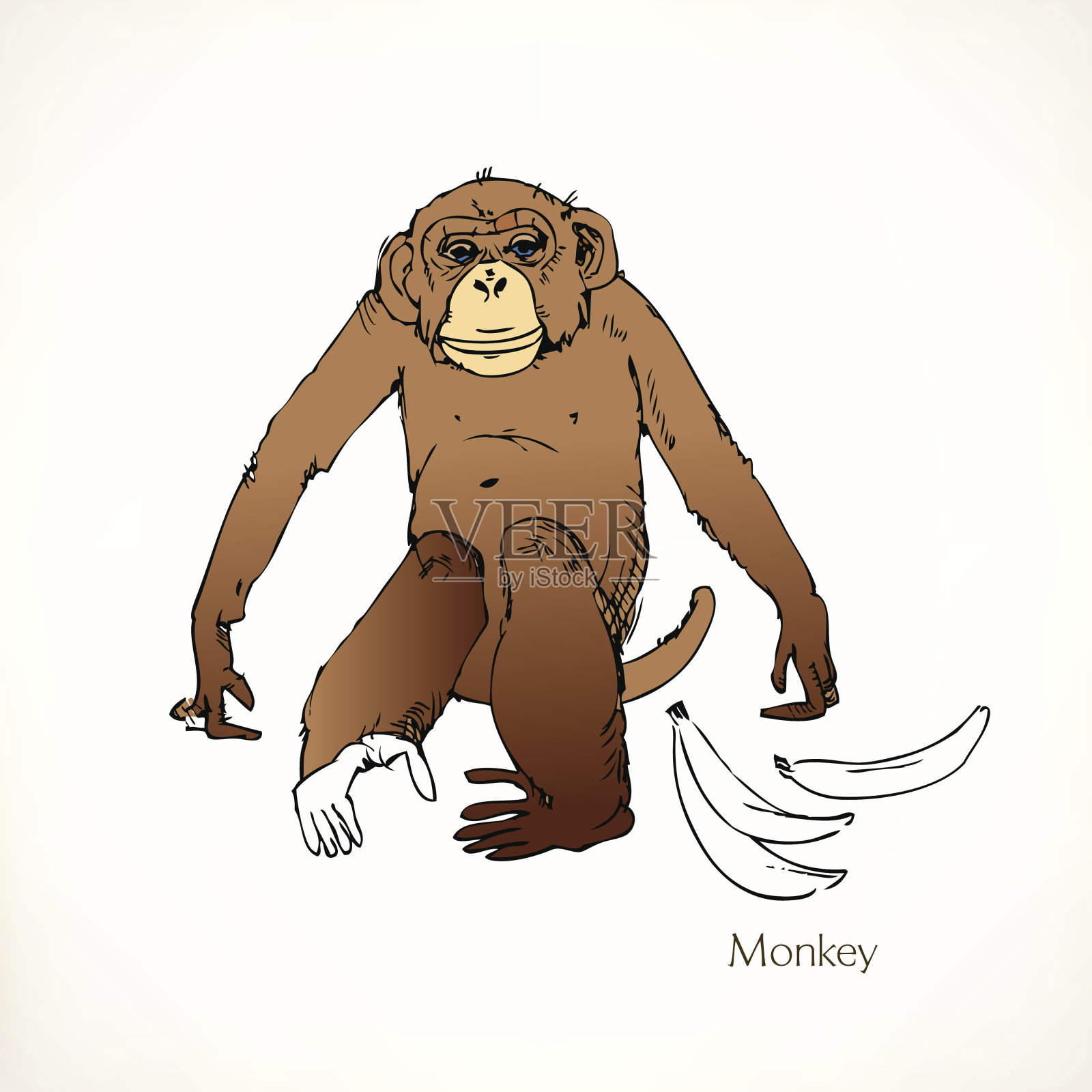 猴子,矢量插图设计元素图片