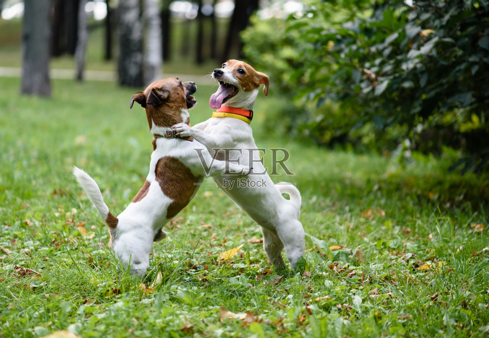 两只有趣的狗玩得很开心，跳舞照片摄影图片