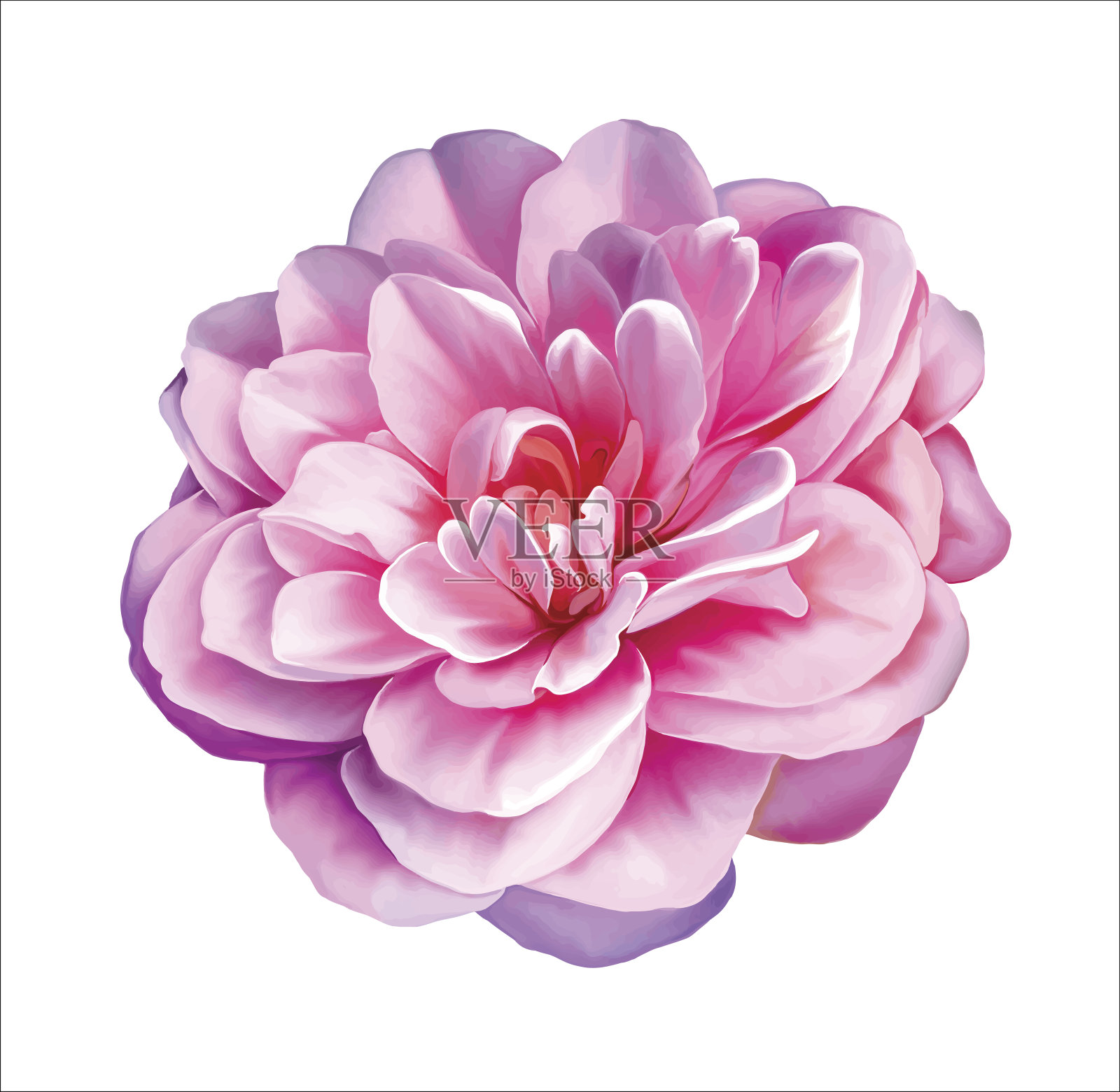 粉红玫瑰山茶花。向量插画图片素材